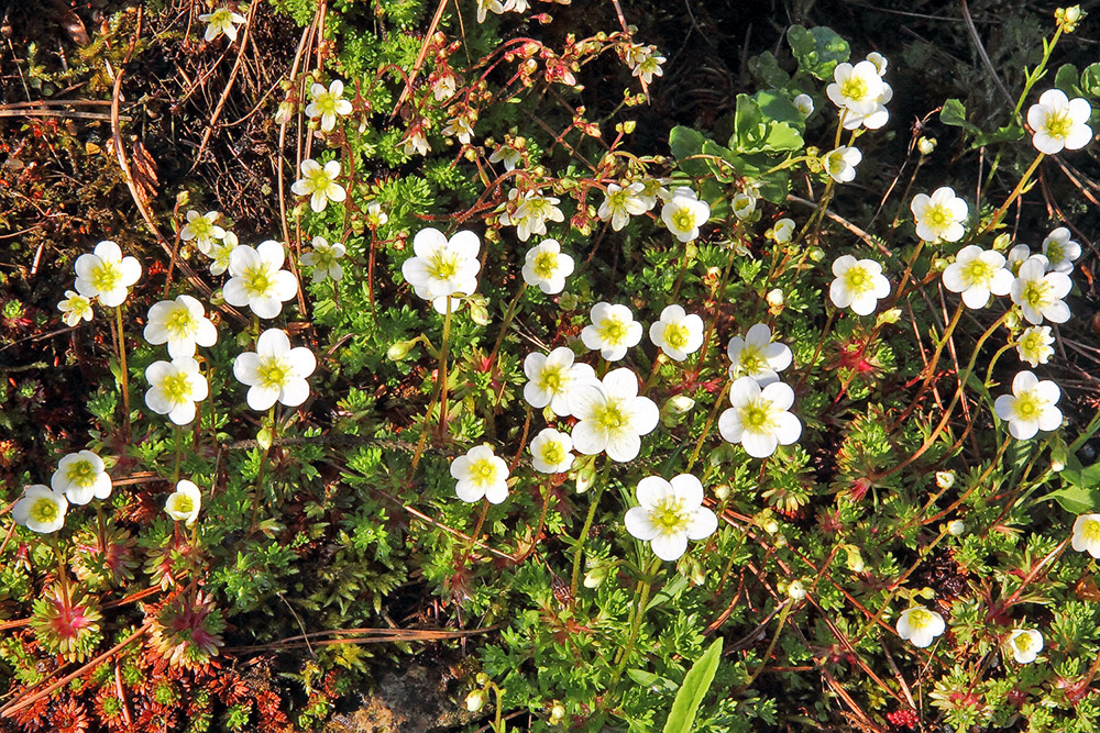 Saxifraga spec.