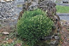 Saxifraga spec. Hybrid