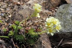 Saxifraga spec. Hybride