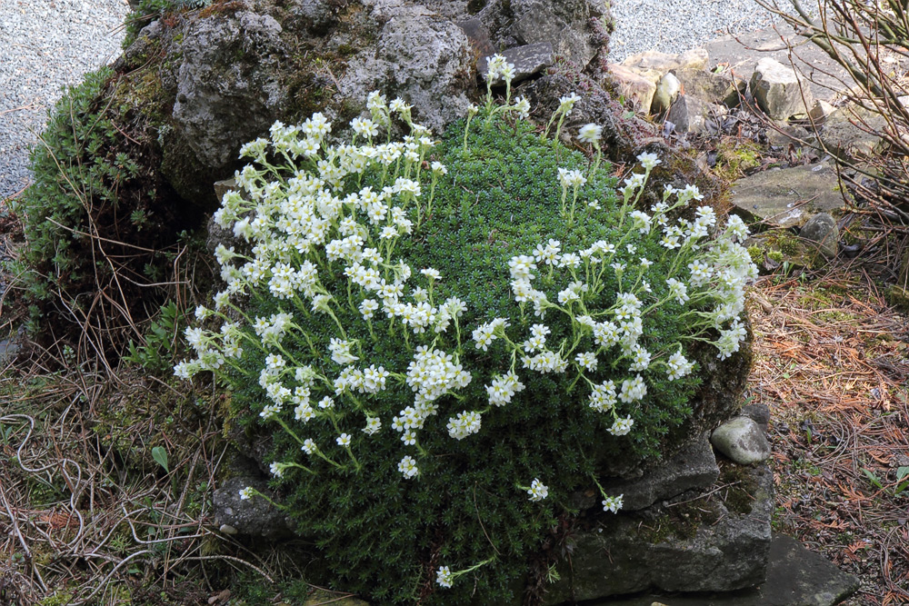 Saxifraga spec. im kleinen Tufffelsen