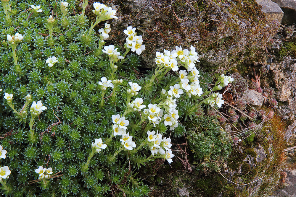 Saxifraga spec. im Tuff