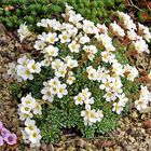 Saxifraga spec. - Zuchtform de Steinbrechs