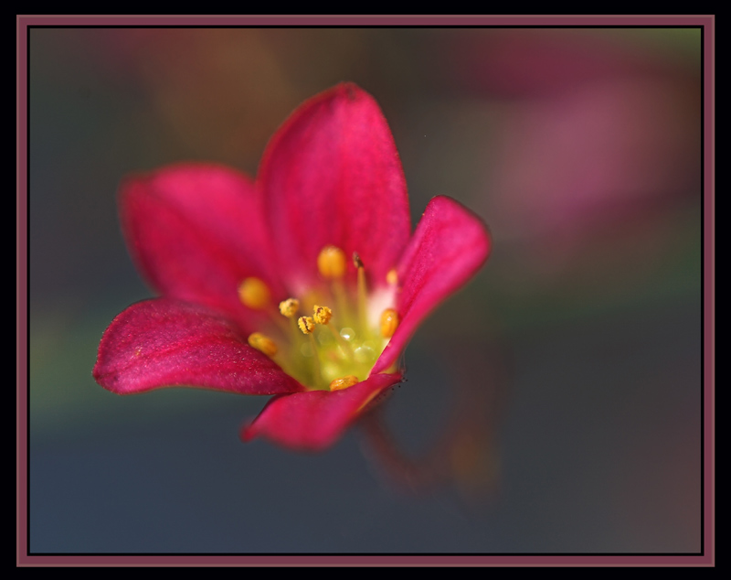 Saxifraga - Steinbrech Spezies