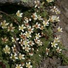 Saxifraga stellaris.Steinbrech.Sternblütiger ???