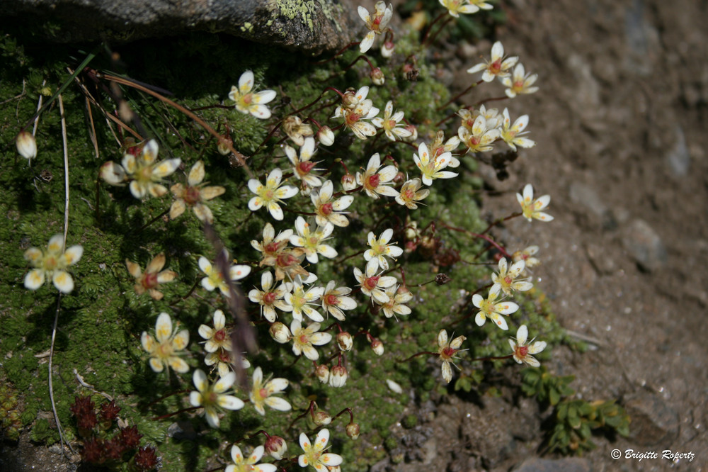 Saxifraga stellaris.Steinbrech.Sternblütiger ???