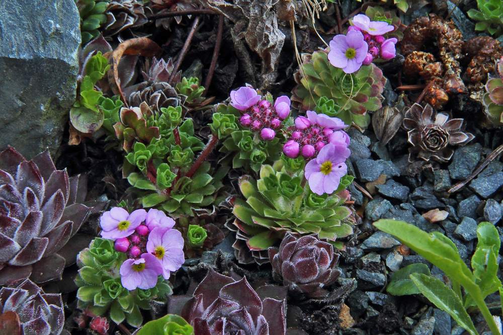 Saxifraga und Sempervivum