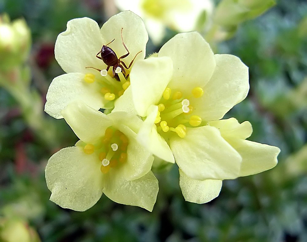 Saxifraga  x aemula - eine Steinbrechzüchtung