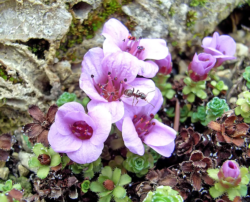 Saxifraga x anglica "Grace futusch" - eine schöne englische Züchtung