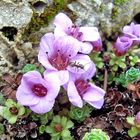 Saxifraga x anglica "Grace futusch" - eine schöne englische Züchtung