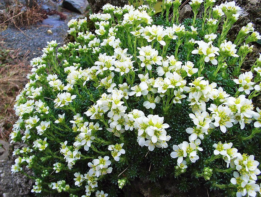 Saxifraga x apiculata Hybride im Tuffgestein im Alpinum Foto & Bild