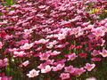 saxifraga x arendsii de Vera M. Shulga 