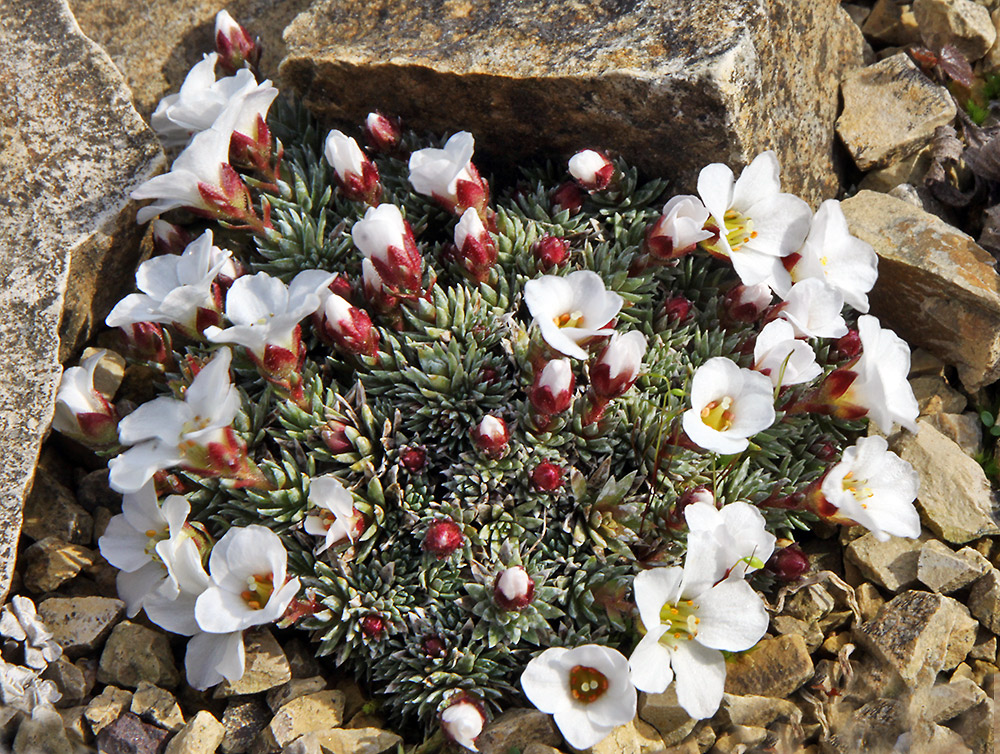 Saxifraga x Judith Shacleton weiß