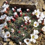 Saxifraga x Judith Shacleton weiß