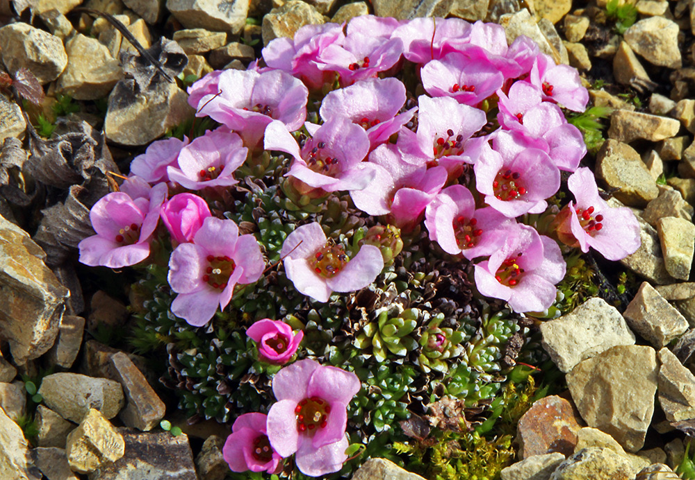 Saxifraga x Marylin Monroe rosa in einem Hochbeet auf meinem Balkon