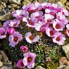 Saxifraga x Marylin Monroe rosa in einem Hochbeet auf meinem Balkon