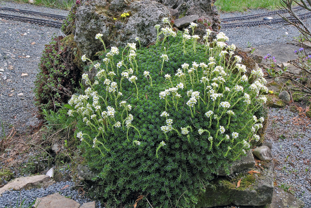 Saxifrage Hybriden im Tuffstein und er wächst und wächst...