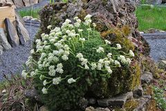 Saxifragen im Tuffgestein