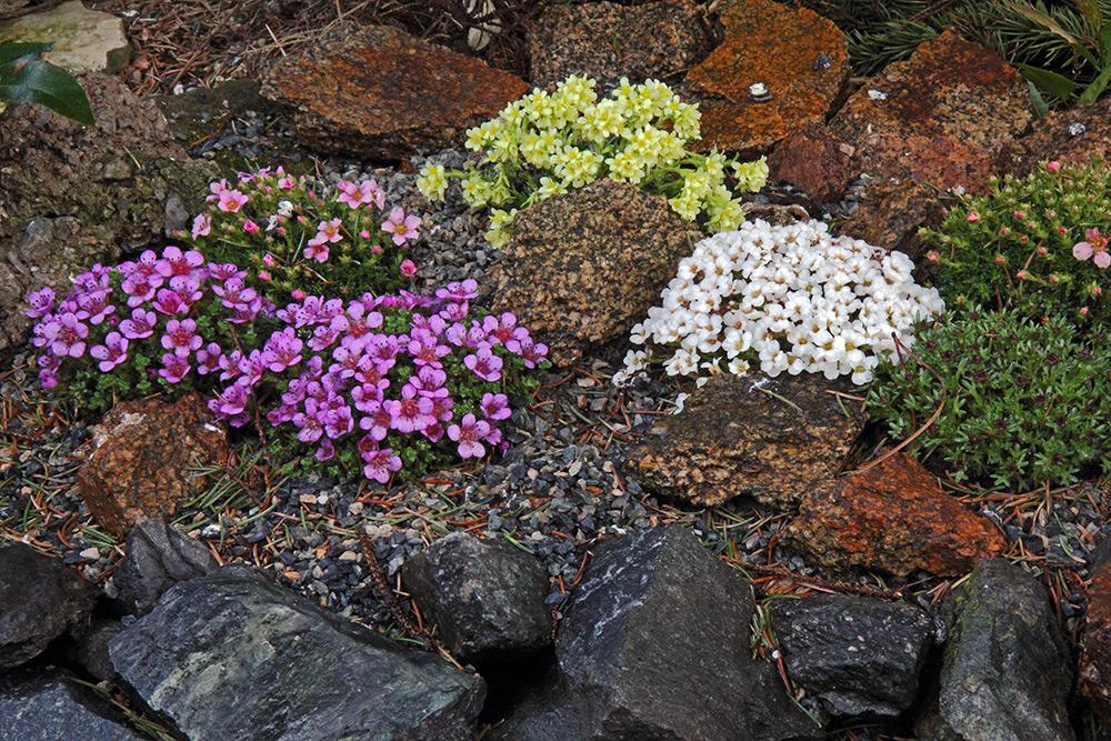 Saxifragenmix