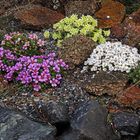 Saxifragenmix