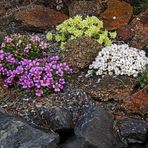 Saxifragenmix