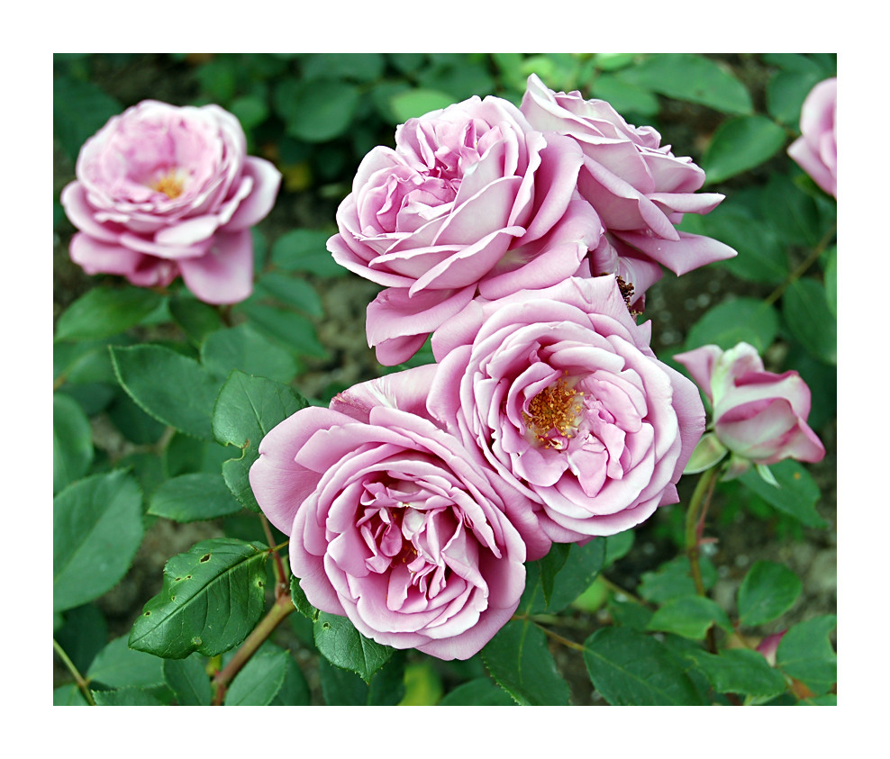 saxon roses
