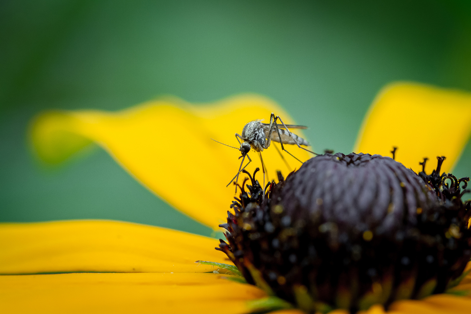 Saxony Mosquito