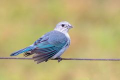 Sayaca tanager