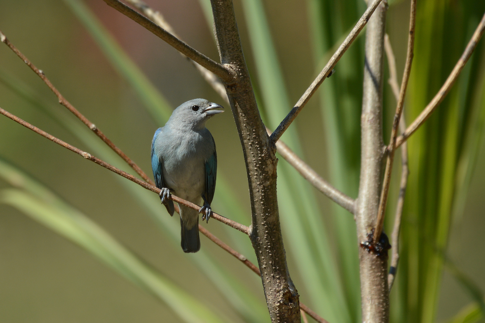 Sayaca Tanager 