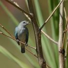 Sayaca Tanager 