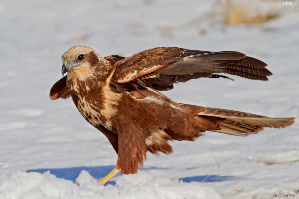 Saz delicesi » Western marsh-harrier » Circus aeruginosus