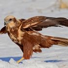 Saz delicesi » Western marsh-harrier » Circus aeruginosus