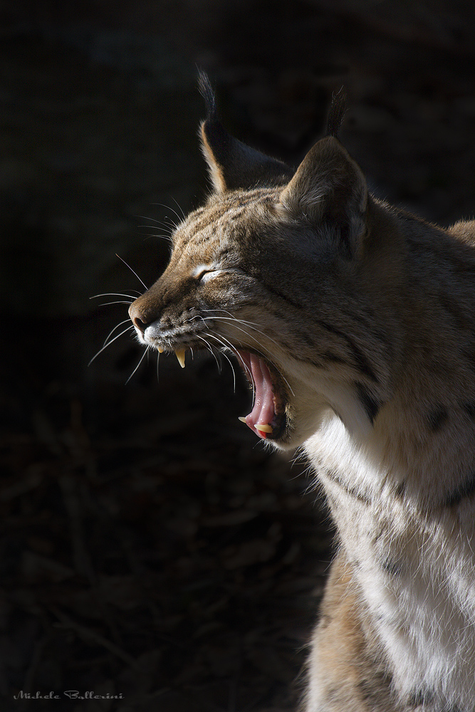 Sbadiglio di Lince