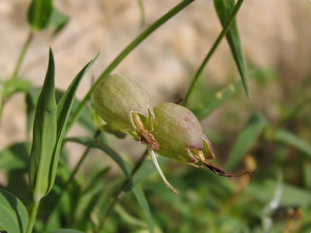 Sberleffi floreali 2 (Silene vulgaris)