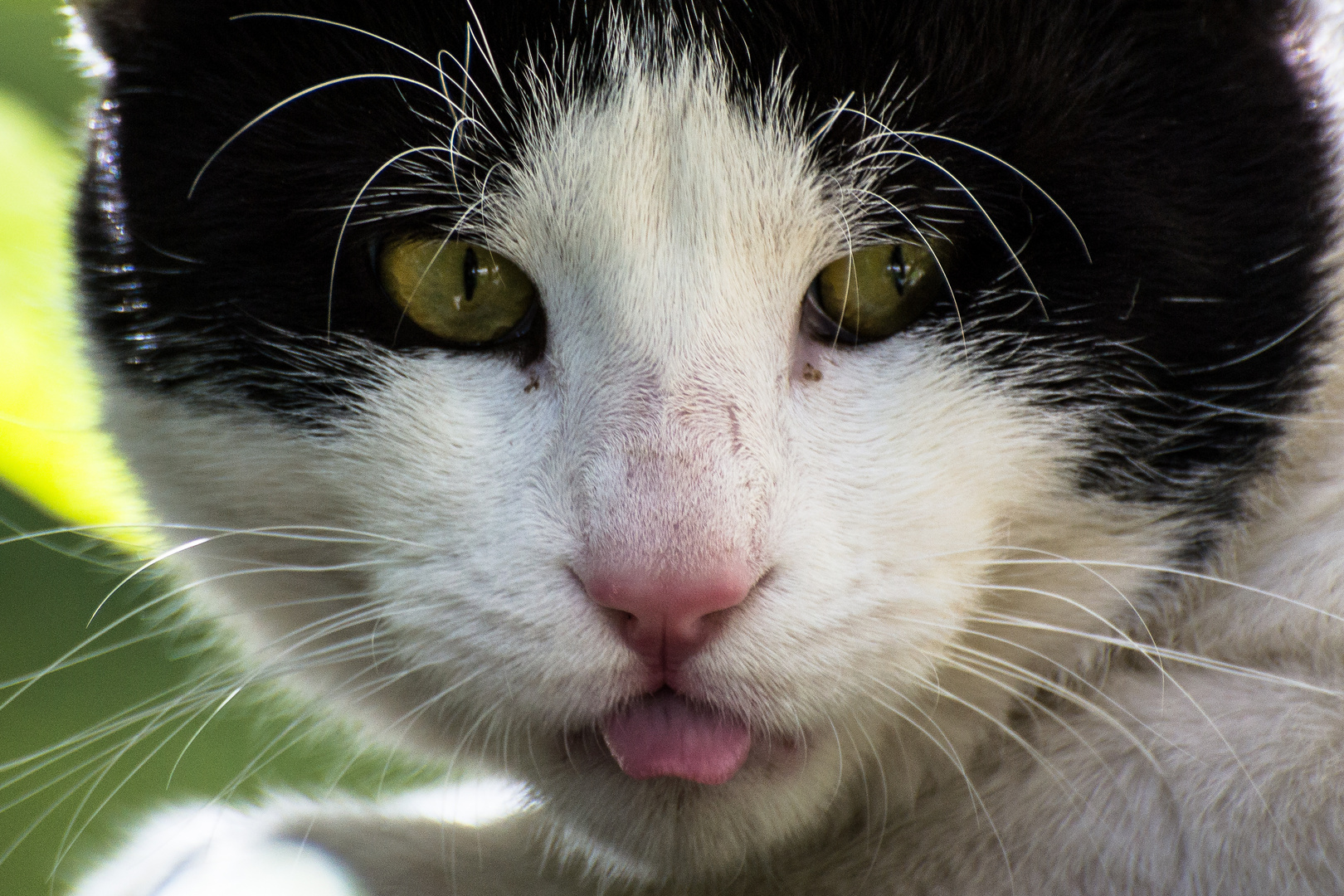 Sberleffo di gatto