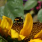 sbirciando tra i petali di un girasole....