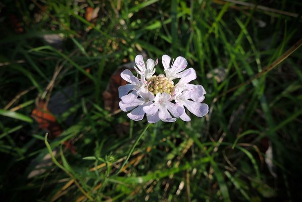 Scabieuse colombaire