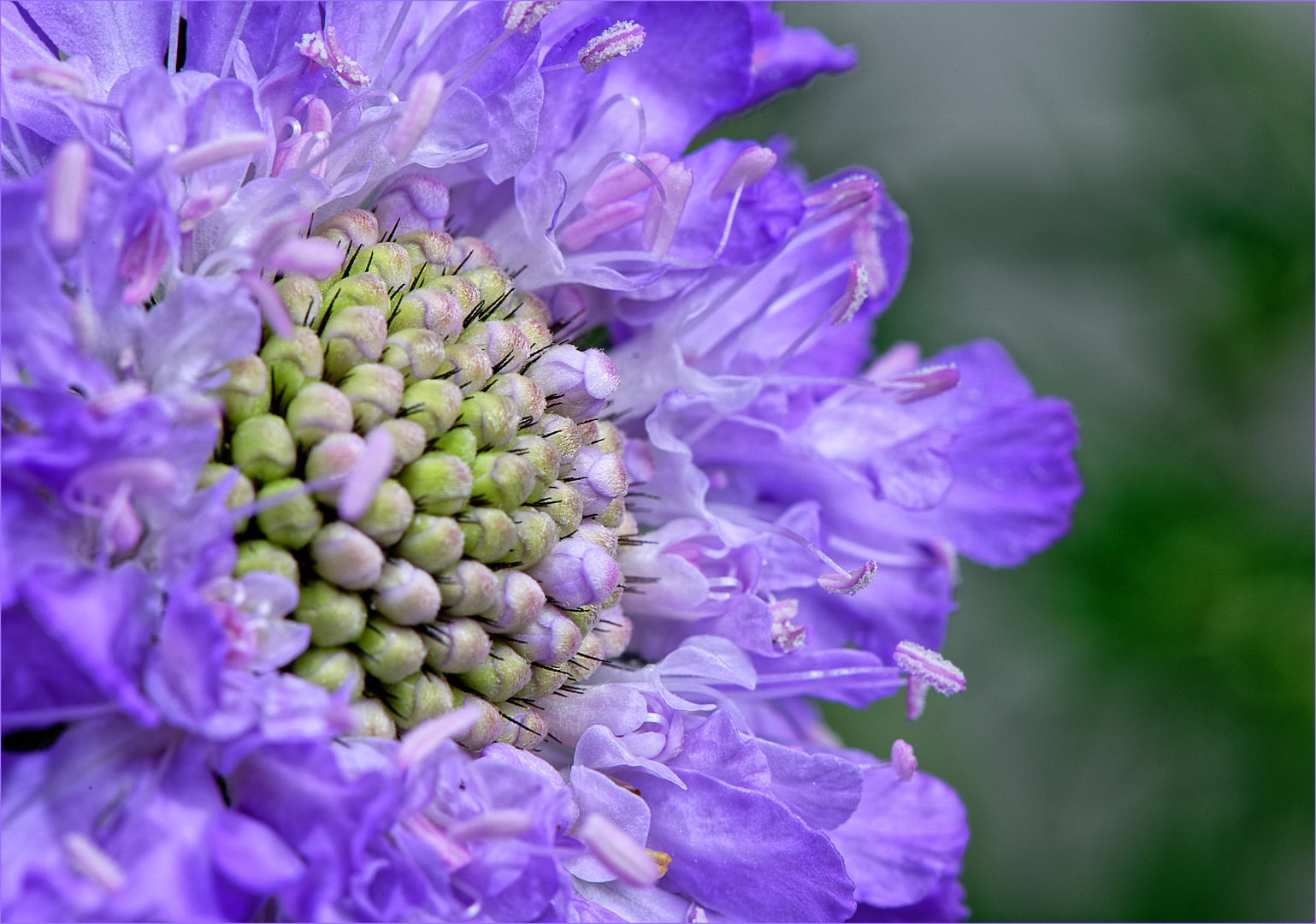 Scabiosa 2