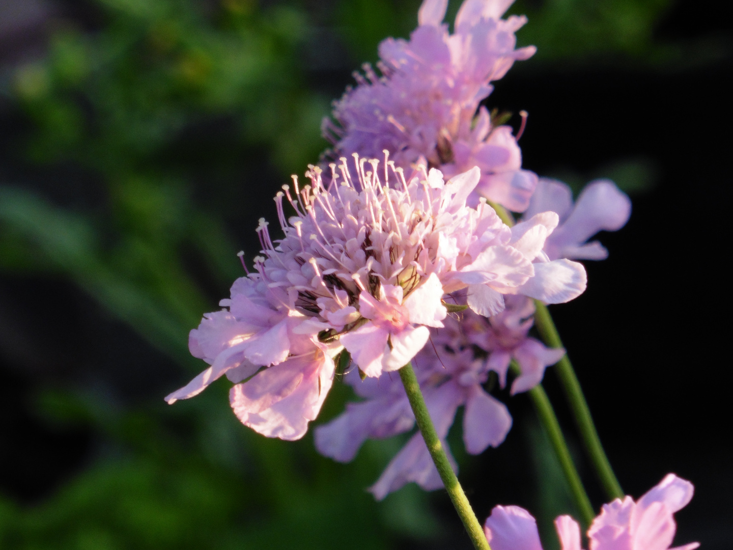 Scabiosa