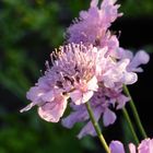 Scabiosa