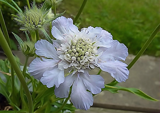 Scabiosa