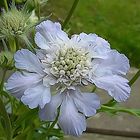 Scabiosa