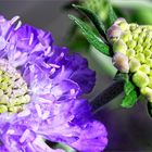 Scabiosa