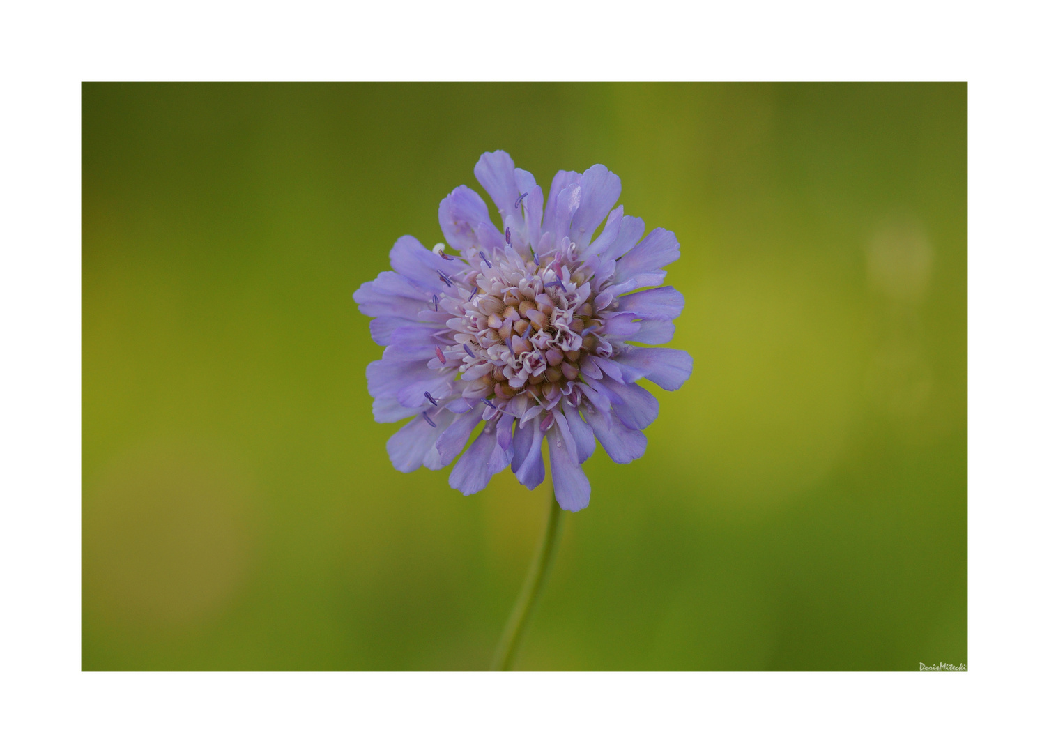 Scabiosa