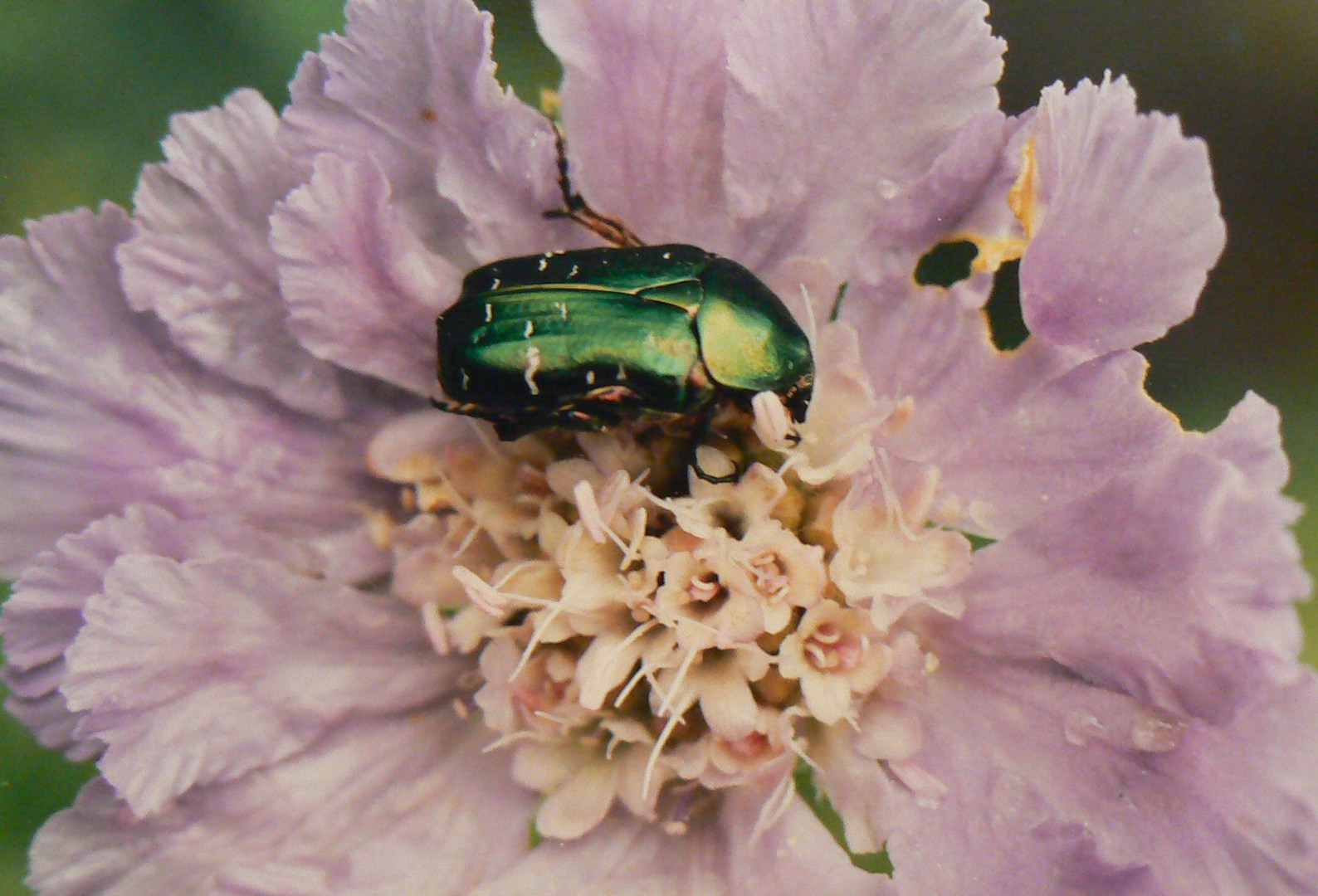 Scabiosa