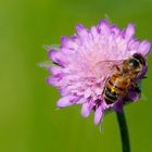 Scabiosa