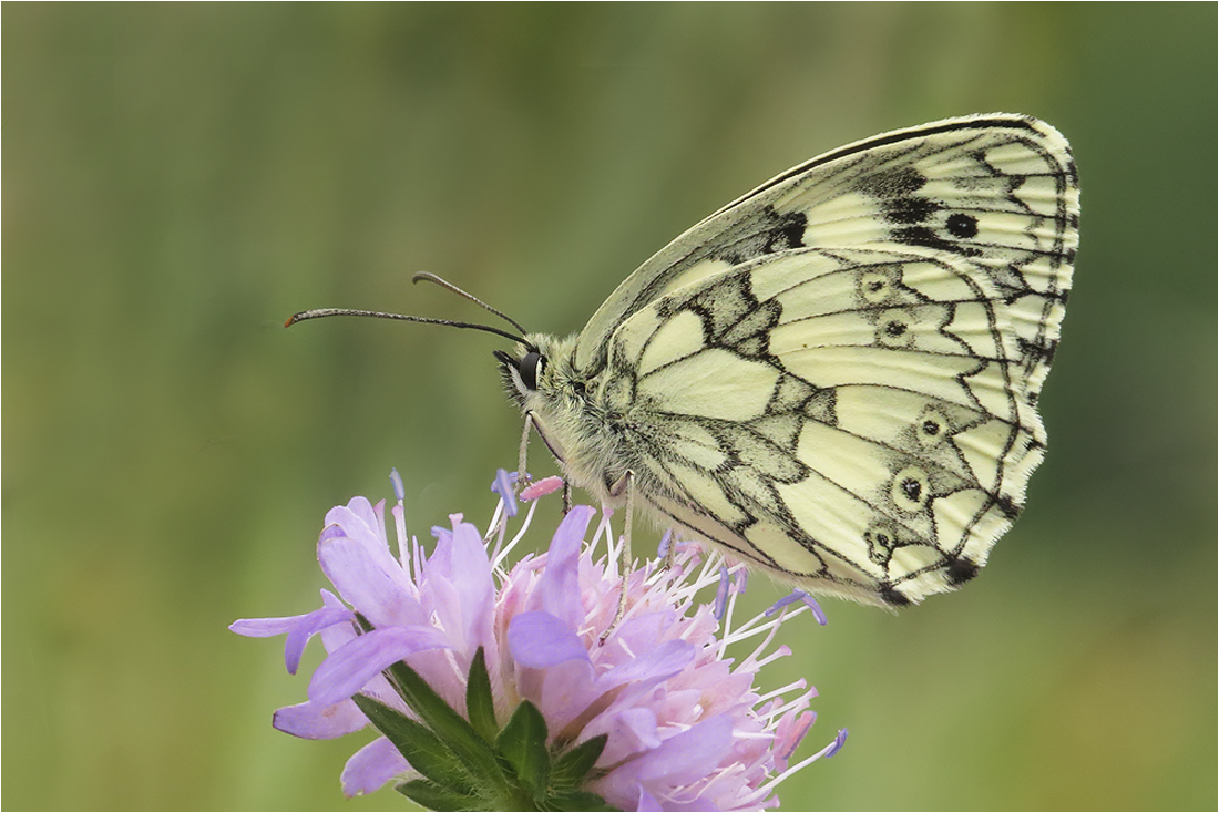  Scabiosa...