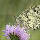  Scabiosa...