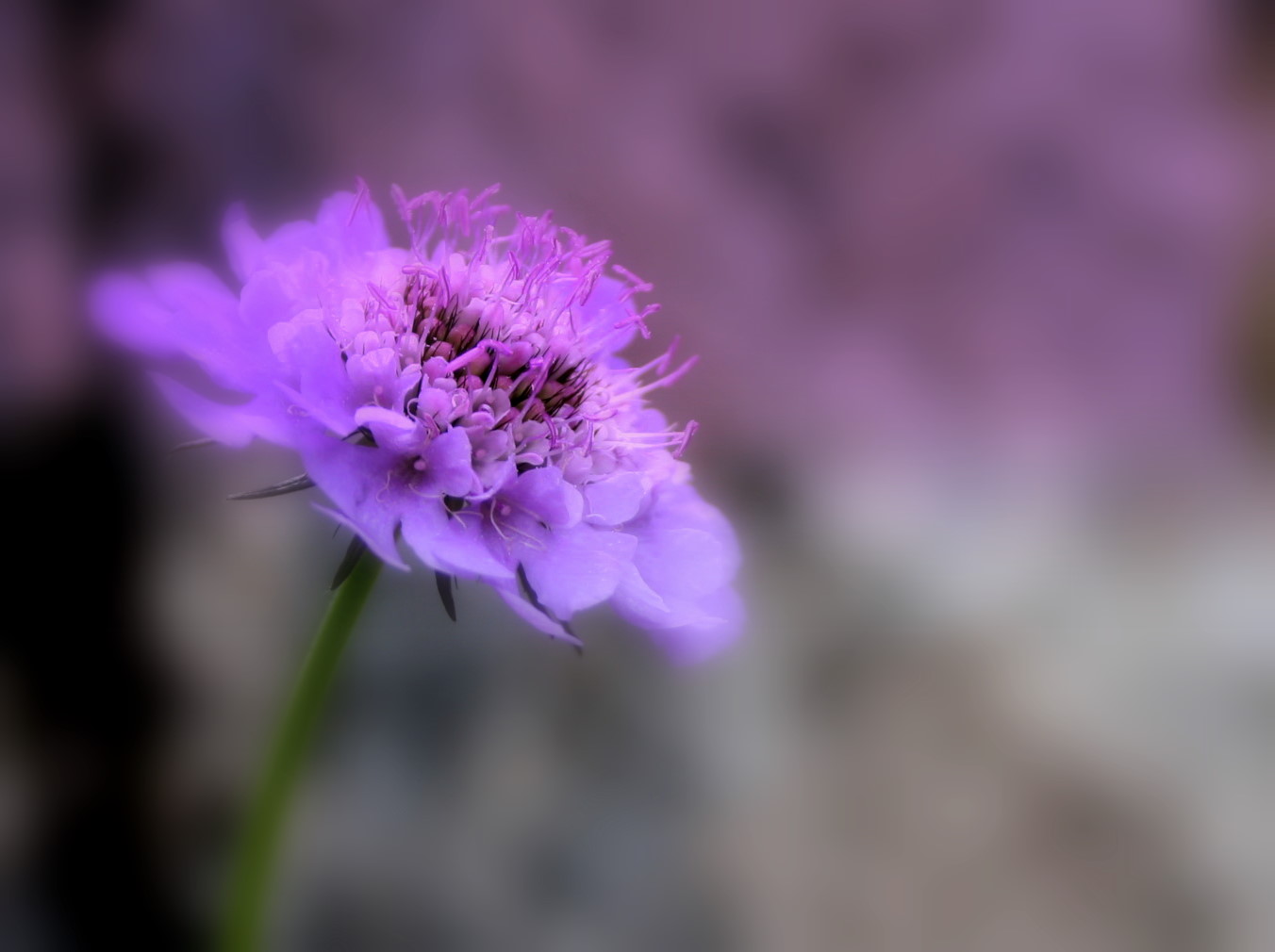 scabiosa