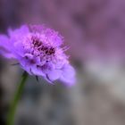 scabiosa