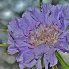 Scabiosa